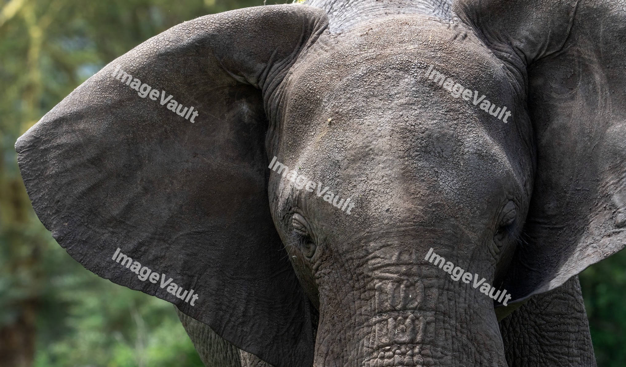 African bush Elephant